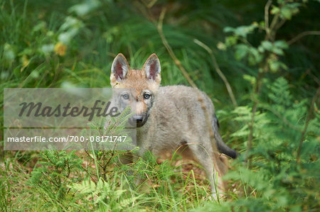 Portrait of Eurasian Wolf (Canis lupus lupus) Pup in Summer, Bavarian Forest National Park, Bavaria, Gemrany