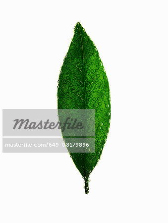 Still life of green leaf covered in water droplets and bubbles Still life of green leaf covered in water droplets and bubbles