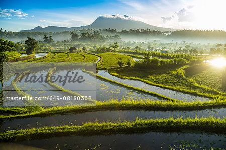 Rice fields, Bali, Indonesia