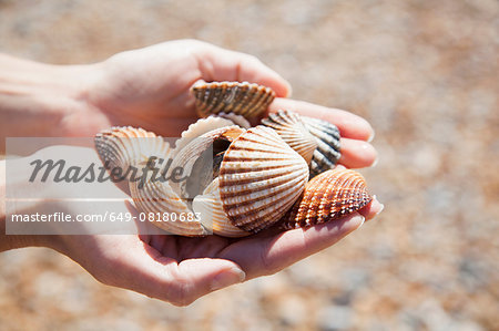 Close up of womans cupped hands holding collection of seashells