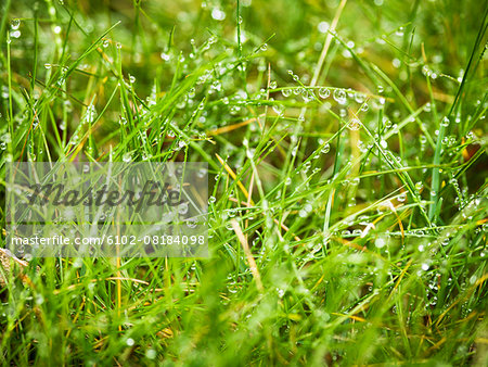 Rain drops on grass