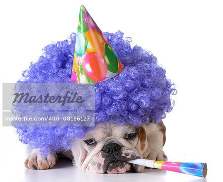 birthday dog - bulldog wearing clown wig and birthday hat on white background