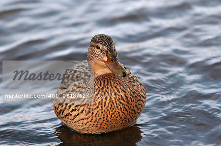 Shot of the wild duck floating on the water