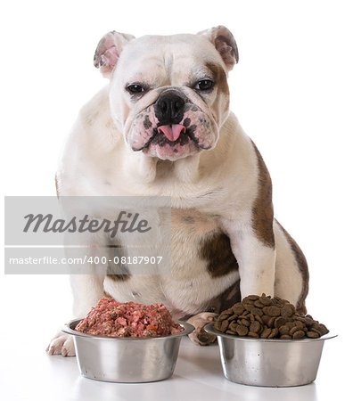 feeding your pet - concept of choosing between raw and kibble