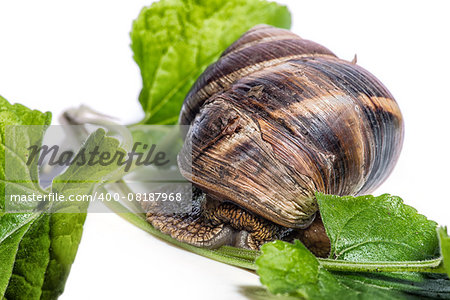 Snail with green leaves on a white background