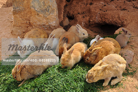 Rabbits feeding on grass and rabbit hole. Farm animals.