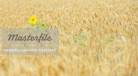sunflower in golden cereal field