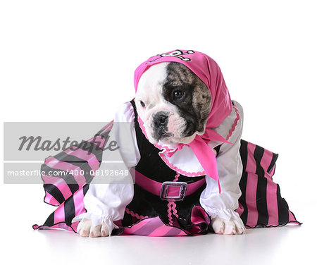 dog dressed up like a pirate on white background - bulldog female