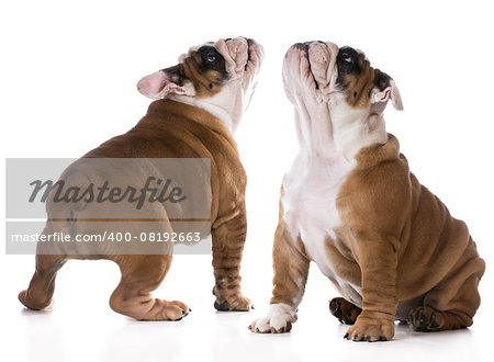 cute puppy sitting looking up on white background - bulldog three months old