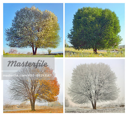 Four seasons for a lonely tree