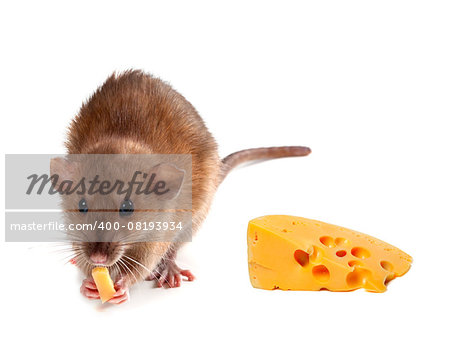 Fancy rat (Rattus norvegicus) eating  cheese. Isolated on white background.