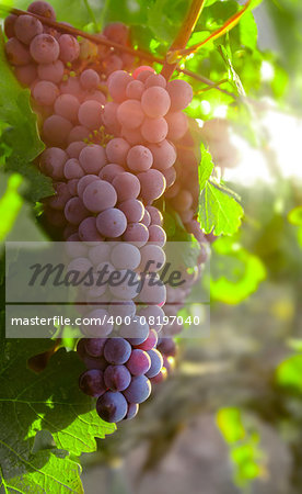 Growing cluster blue grapes in leaves