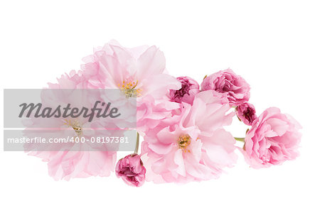 Pink cherry blossom flowers close up isolated on white background