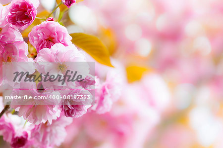 Pink spring background with cherry blossom flowers on flowering tree branch blooming in orchard