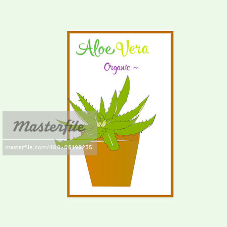 Aloe vera plant in brown pot. Illustration aloe plant.