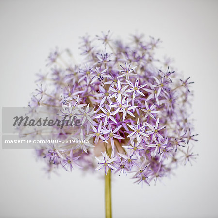 Pink and purple flowering onion flower head on white background