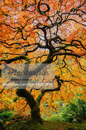 Japanese maple with twisted trunk and orange leaves