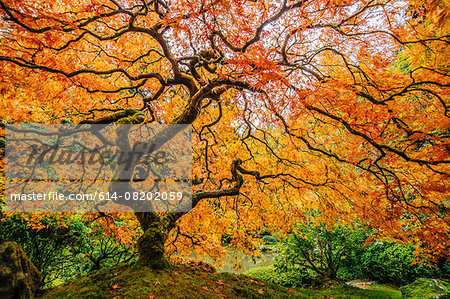 Japanese maple with orange leaves and twisted trunk