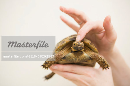 Close up of a person's hand holding a tortoise.