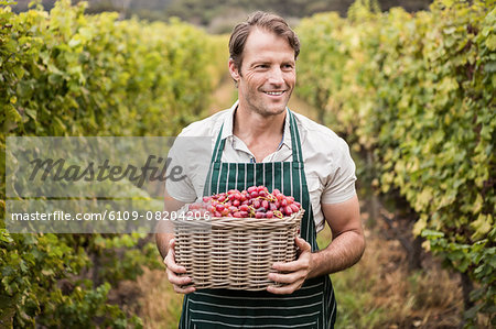 Happy winegrower holding a basket of grapes