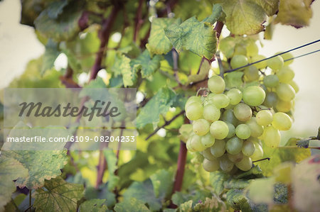 Grape in a vineyard