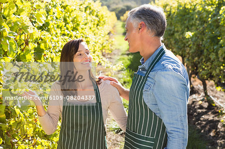 Smiling vintners harvesting grapes