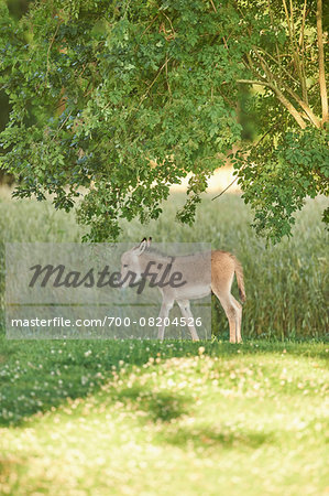 Portrait of Donkey (Equus africanus asinus) Foal on Meadow in Summer, Upper Palatinate, Bavaria, Germany