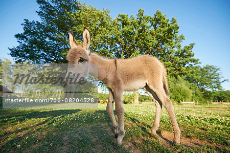 Portrait of Donkey (Equus africanus asinus) Foal on Meadow in Summer, Upper Palatinate, Bavaria, Germany