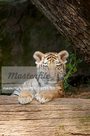 Portrait of Siberian Tiger (Panthera tigris altaica) Cub in Late Summer, Germany