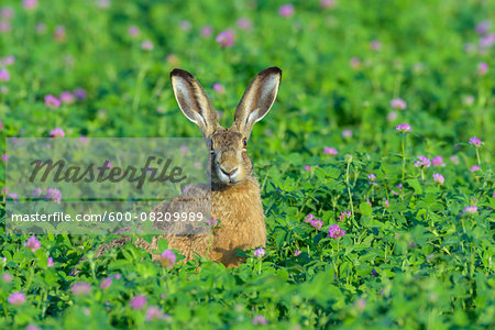 European Brown Hare (Lepus europaeus), Hesse, Germany