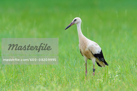 White Stork (Ciconia ciconia) on Meadow, Hesse, Germany