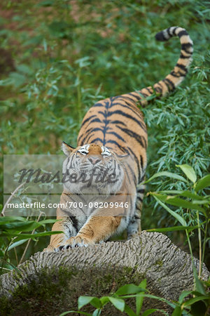 Close-up of a Siberian tiger (Panthera tigris altaica) stretching, in late summer, Germany