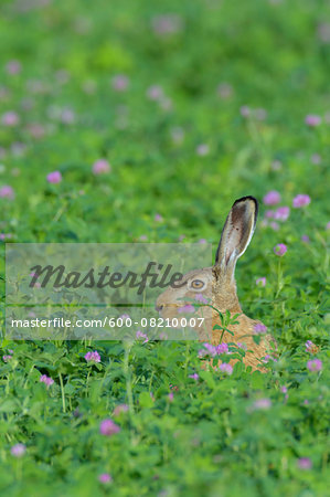 European Brown Hare (Lepus europaeus), Hesse, Germany