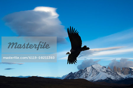Andean condor (Vultur gryphus) flying over Torres del Paine National Park, Chilean Patagonia, Chile, South America