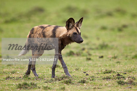 African wild dog (African hunting dog) (Cape hunting dog) (Lycaon pictus), Ngorongoro Conservation Area, Serengeti, Tanzania, East Africa, Africa