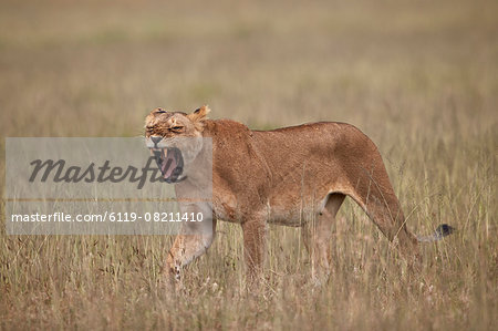 Lioness (Panthera leo) yawning in tall grass, Serengeti National Park, Tanzania, East Africa, Africa
