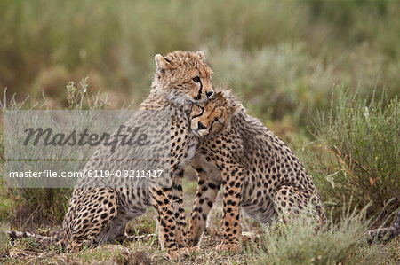 Cheetah (Acinonyx jubatus) cubs, Serengeti National Park, Tanzania, East Africa, Africa