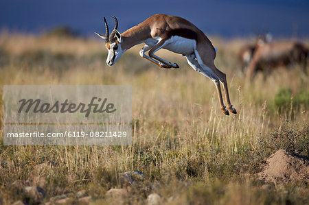 Springbok (Antidorcas marsupialis) buck springing or jumping, Mountain Zebra National Park, South Africa, Africa