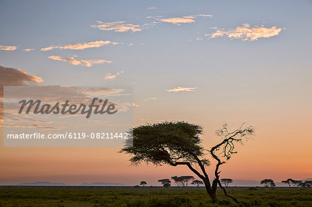 Acacia tree and clouds at dawn, Ngorongoro Conservation Area, UNESCO World Heritage Site, Serengeti, Tanzania, East Africa, Africa
