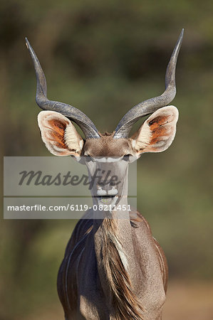 Greater kudu (Tragelaphus strepsiceros) buck with his mouth open, Kgalagadi Transfrontier Park encompassing the former Kalahari Gemsbok National Park, South Africa, Africa