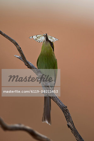 Swallow-tailed bee-eater (Merops hirundineus), juvenile with a butterfly, Kgalagadi Transfrontier Park encompassing the former Kalahari Gemsbok National Park, South Africa, Africa