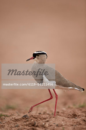 Crowned plover (crowned lapwing) (Vanellus coronatus), Kgalagadi Transfrontier Park encompassing the former Kalahari Gemsbok National Park, South Africa, Africa