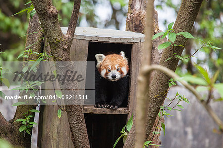 A red panda remains hidden in his shelter, built by forest guards who protect this endangered animal, Darjeeling, India, Asia