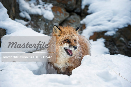 American red fox (Vulpes vulpes fulves), Montana, United States of America, North America