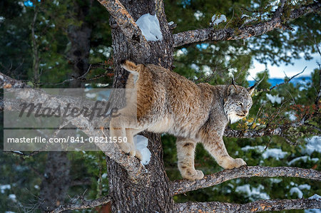 Canadian lynx (Lynx canadensis), Montana, United States of America, North America