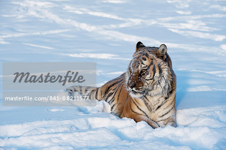Siberian Tiger (Panthera tigris altaica), Montana, United States of America, North America