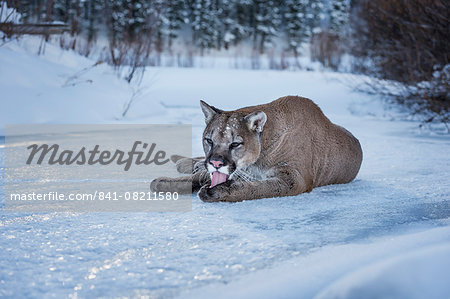 Mountain lion (puma) (cougar) (Puma concolor), Montana, United States of America, North America