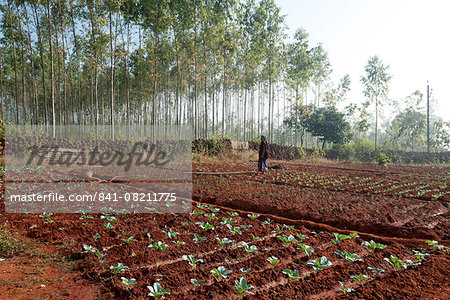 Young woman gardener planting green cabbages carefully in the bright red soil, Koraput district, Orissa (Odisha), India, Asia