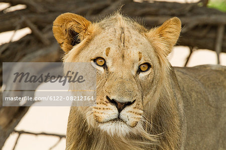 African lion, headshot