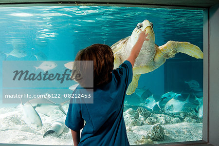 Boy reaching towards sea turtle in aquarium